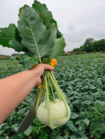 Colirábano Brando / agroautentico.com