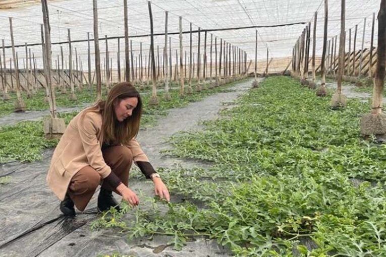 Ecoculture mejora el enraizamiento en los cultivos de primavera