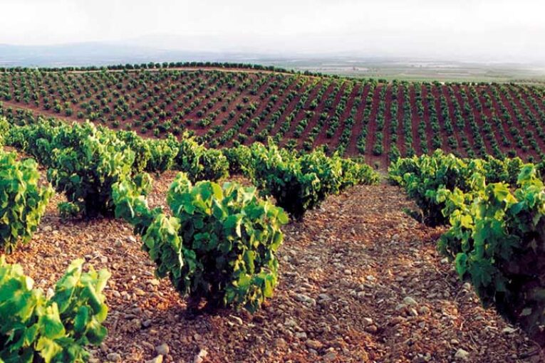 4 planes para disfrutar del enoturismo y la cultura de la D.O. Cariñena