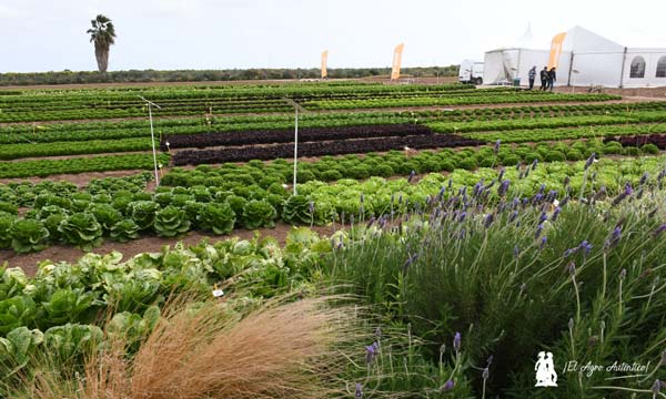 Campo experimental de BASF en Cartagena donde se han desarrollado Lettuce and Spinach Demo Field / agroautentico.com