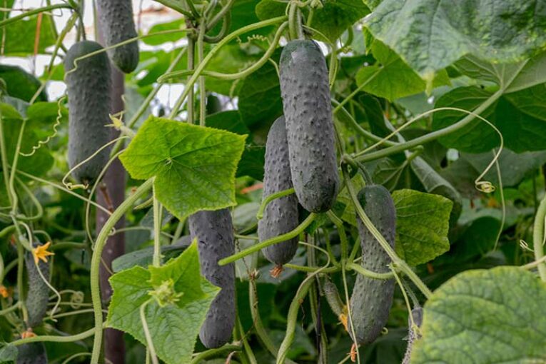 Españolo, nueva variedad temprana de pepino español de CapGen