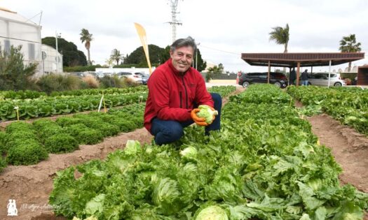 Vicente García muestra la pieza de una variedad de iceberg seleccionada por Nunhems para la mecanización / agroautentico.com
