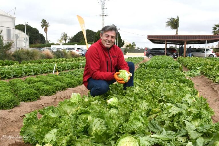 Nunhems allana el camino para la mecanización en lechuga