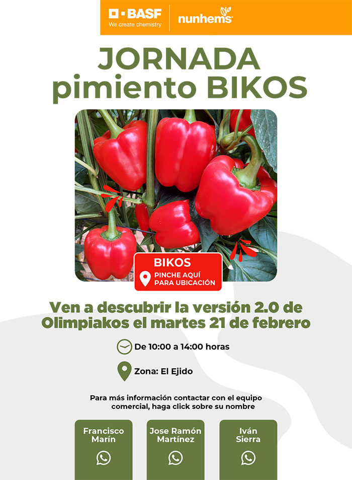 pimiento Bikos de Nunhems-agroautentico.com