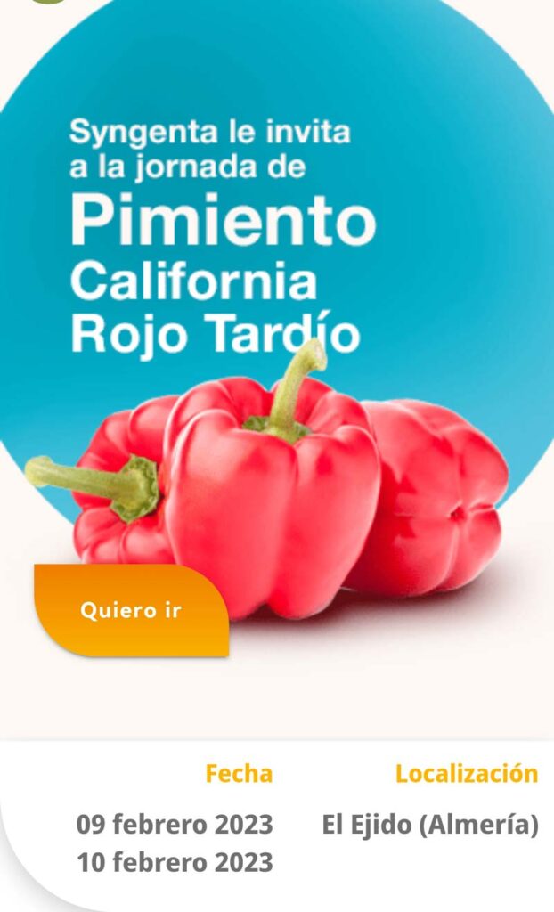 Pimiento roo tardío de Syngenta