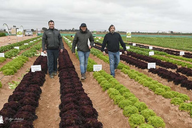 Ramiro Arnedo mejora resistencias a bremia, nasonovia y fusarium en lechuga