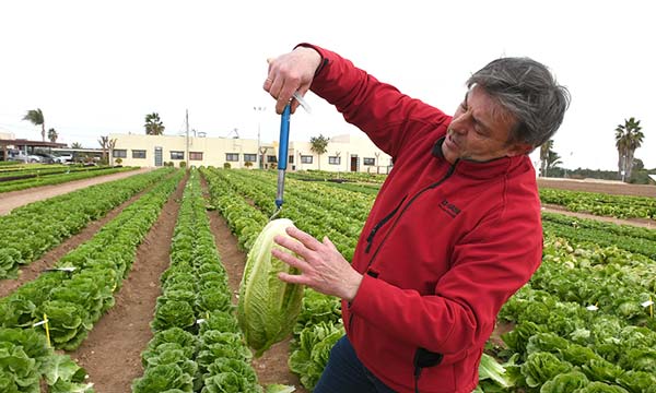 Vicente García, responsable global de desarrollo de Salads en BASF, pesando lechugas romanas / agroautentico.com