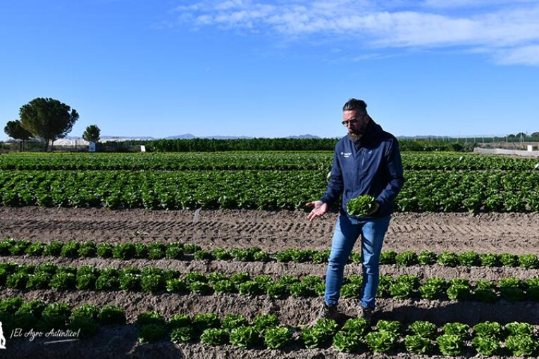 Syngenta llena con nuevas hojas las bolsas de IV gama