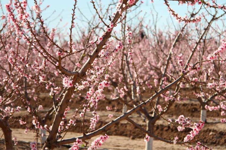 Green Has marca la estrategia para hacer rentable el almendro