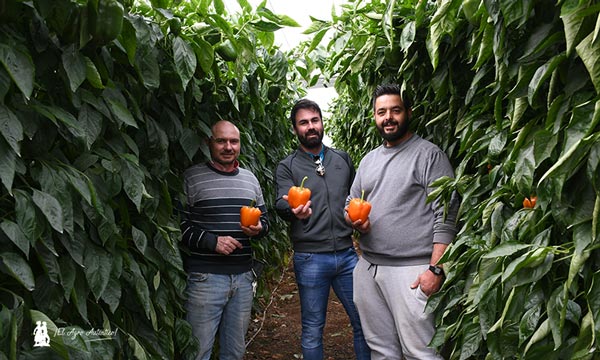 Paco Gaitán, Serafín Góngora y Javier Nuñez, entre naranjas de Sur Seeds / agroautentico.com