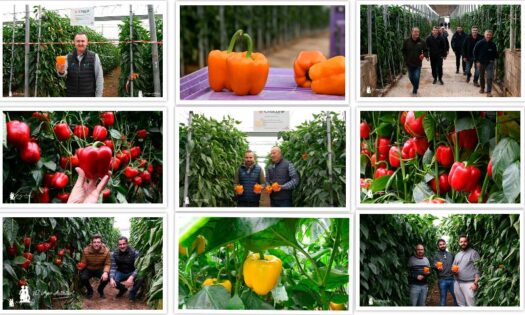 Puertas abiertas de pimiento de Sur Seeds en El Ejido / agroautentico.com