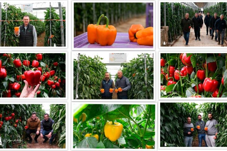 Primeras puertas abiertas de Sur Seeds en El Ejido