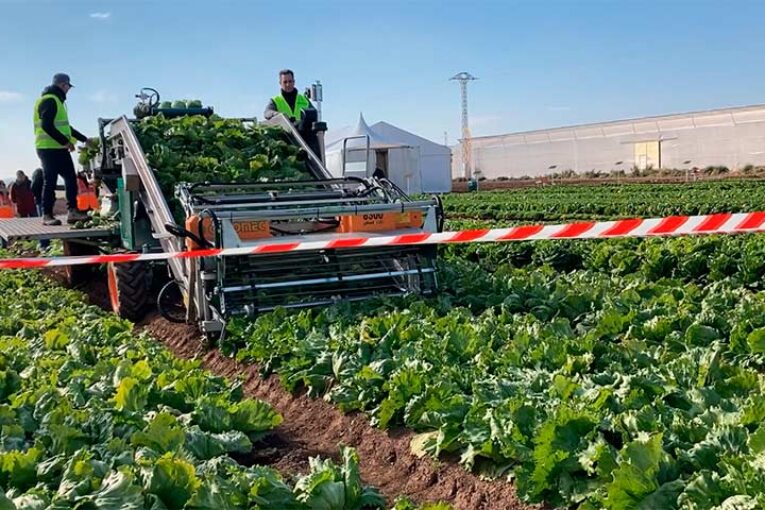 BASF recolecta con éxito lechuga iceberg de forma mecanizada