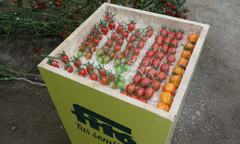 Semillas Fitó aporta al mercado variedades de tomate con resistencia a ToBRFV en sus gamas de Cherry pera y tomate ramo - agroautentico.com