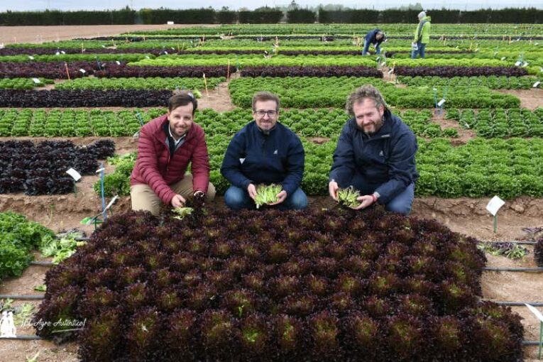 Rijk Zwaan predice el futuro: altas densidades y lechuga Teen Leaf