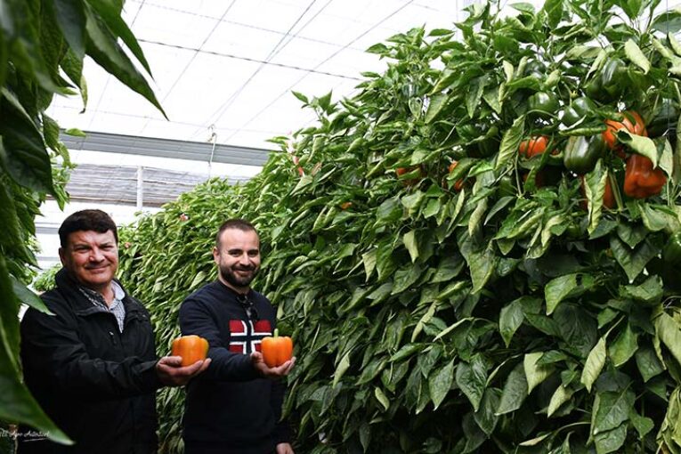 Los primeros naranjas resistentes a oídio de Sur Seeds