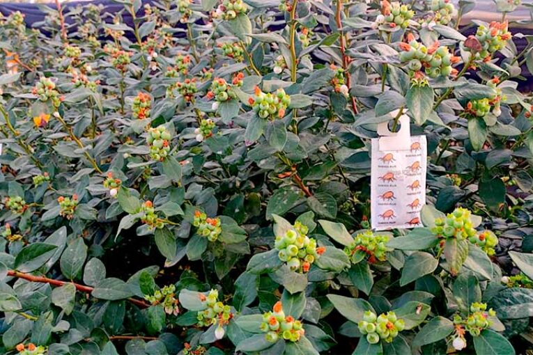 Koppert ofrece una solución frente al scirtothrips en arándano