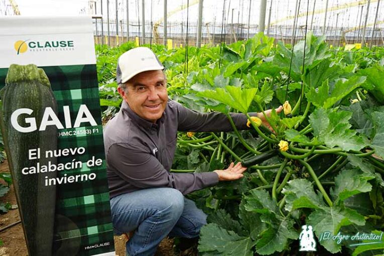 Gaia es una evolución de Sinatra en calabacín para invierno