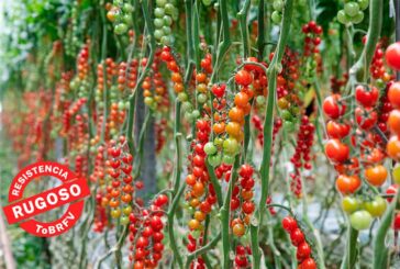 BASF ofrece 9 tomates resistentes a rugoso y ensaya otras 25 variedades