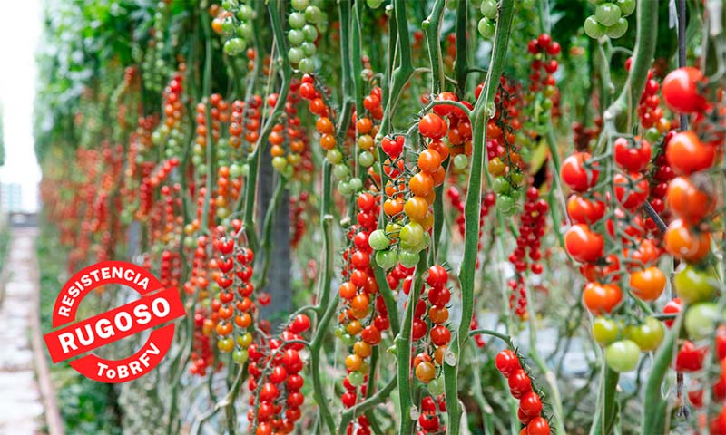 BASF lanza nuevas variedades de semillas de tomate resistentes al Virus del Rugoso-agroautentico.com