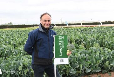 Rijk Zwaan cubre más catálogo en brócoli y mejora la vida poscosecha