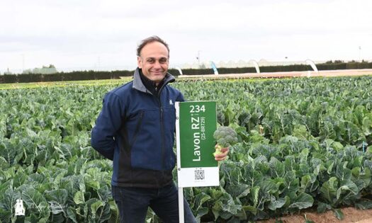 Rijk Zwaan brócoli. Variedad Lavon / agroautentico.com