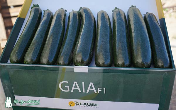 Variedad de calabacín Gaia de Clause / agroautentico.com