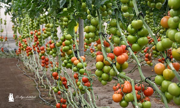 bioracionales Certis Belchim en tomate / agroautentico.com