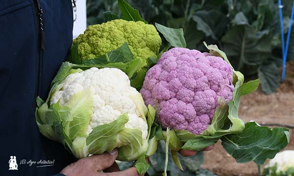 Coliflores de colores de RZ: blancas, moradas y verdes / agroautentico.com