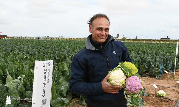 Coliflores de colores de Rijk Zwaan / agroautentico.com