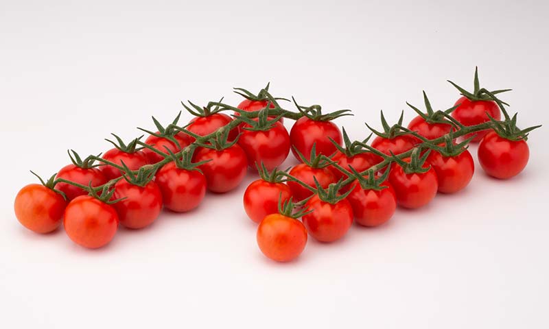 HM.Clause presenta Intuitivo F1 y Curioso F1, sus primeras variedades con resistencia al virus del rugoso del tomate (ToBRFV) - agroautentico.com
