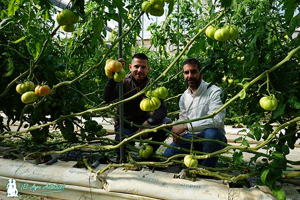 Eloy y Alberto en el invernadero de tomate Monterosa / agroautentico.com