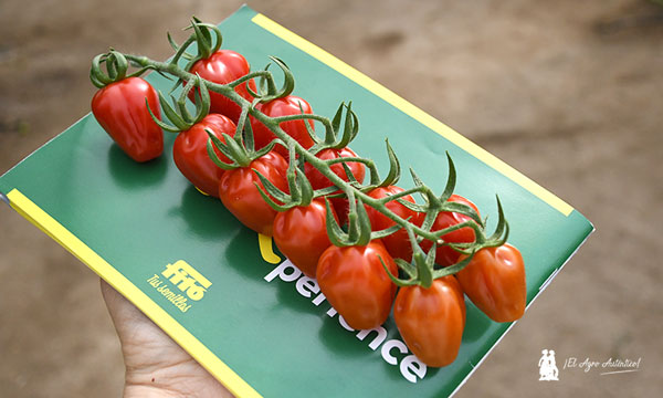 Tomate cherry Essentia en ramo / agroautentico.com