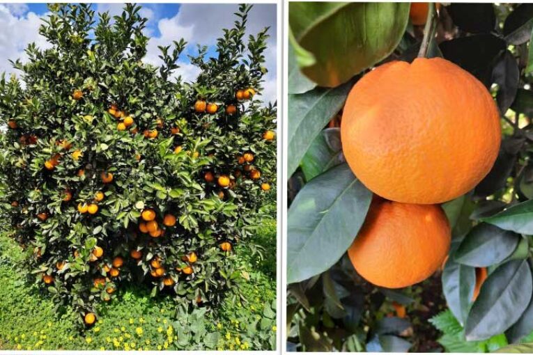 Greenhas desarrolla un producto antiestrés para la escasez hídrica en cítricos