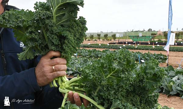 Kale variedad Karillo / agroautentico.com