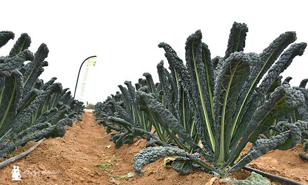 Kale / agroautentico.com