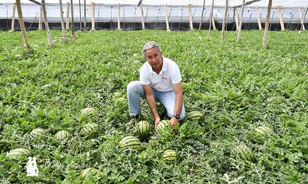 Miguel Ángel Fernández, director técnico de Brandt Europe con sandías en Almería / agroautentico.com 