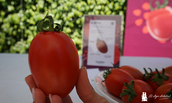 Número AL671. Forma de tomate pera más marcada / agroautentico.com