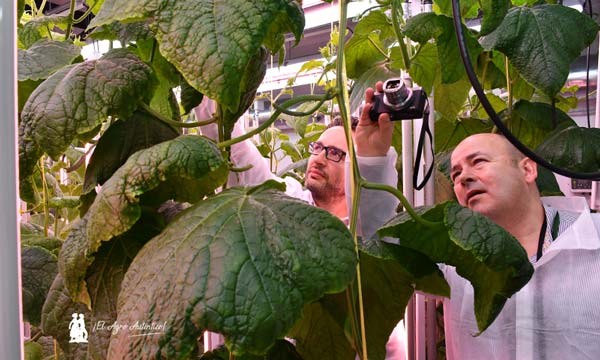 La compañía podrá lanzar variedades comerciales en menos tiempo gracias a las nuevas cámaras climáticas para el cultivo de plantas-agroautentico.com
