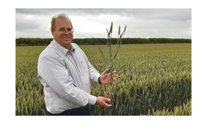Un productor británico logra 2 récords Guinness en trigo y cebada con la tecnología de Ecoculture