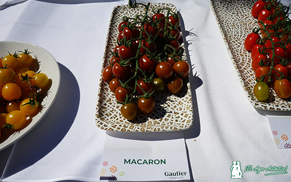 Tomate cherry Macaron de Gautier / agroautentico.com