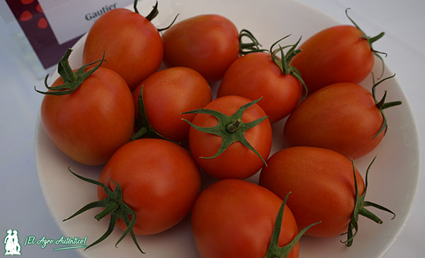 Tomate pera AL646 / agroautentico.com