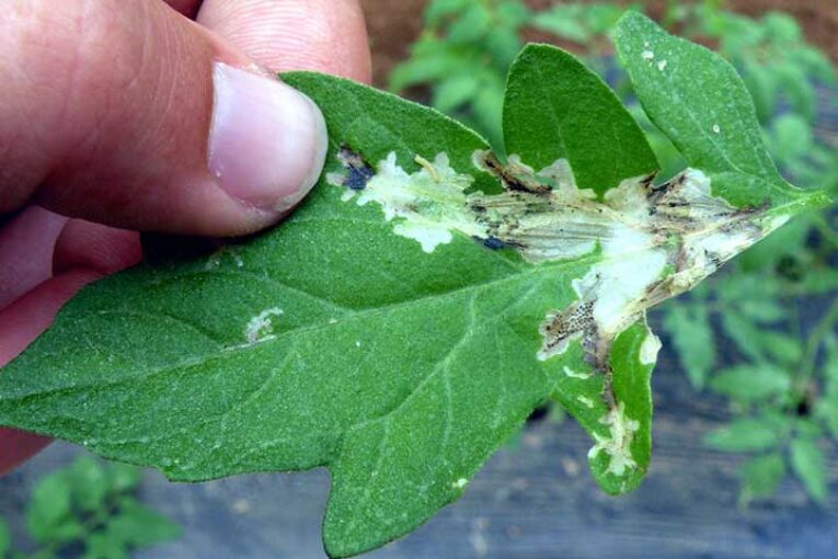 Cómo prevenir los brotes de Tuta en primavera