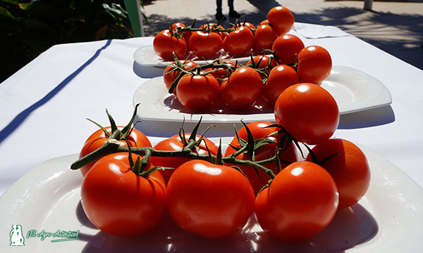 Variedad de tomate Contygo de Gautier / agroautentico.com