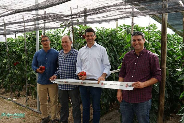 Viagro se alía con la israelí Pilpel Seeds para desarrollar nuevos pimientos