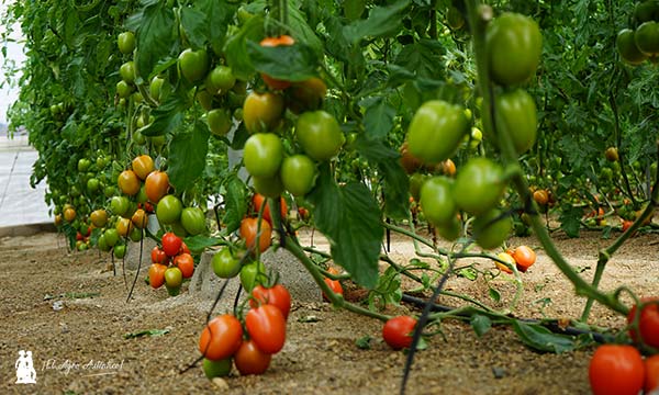 Azovian tomate pera de la marca Nunhems / agroautentico.com