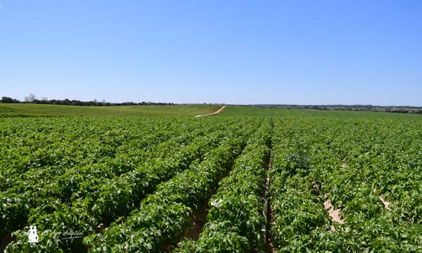 Brandt en Sevilla. Cultivos de patata / agroautentico.com