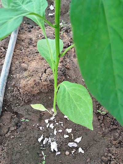 Beyond Seeds desarrolla un nuevo bioplástico vegetal para la agroindustria denominado Agarene -agroautentico.com
