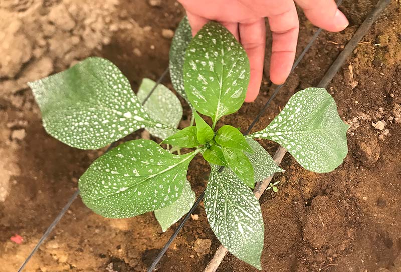 Beyond Seeds desarrolla un nuevo bioplástico vegetal para la agroindustria denominado Agarene - agroautentico.com