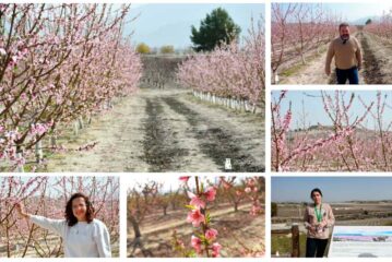 La floración en Cieza despierta los 5 sentidos